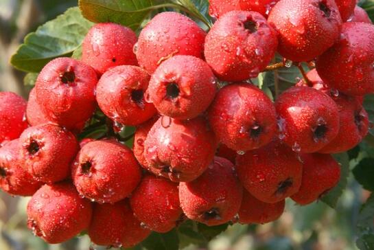 黑龙《盛世大中国》MV 斥资80万本月初开机|tyc7111cc太阳成集团(图2) tyc7111cc太阳成集团